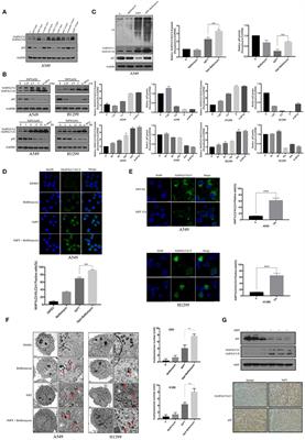 Autophagy Induced by Proteasomal DUB Inhibitor NiPT Restricts NiPT-Mediated Cancer Cell Death